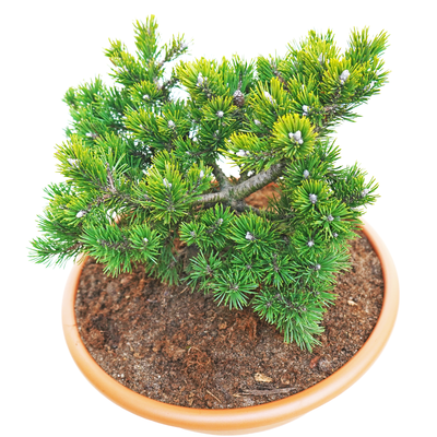 handveredelte Zwergkiefer - Pinus uncinata 'Klosterkutter' - Zwerg- Hakenkiefer grün- nadelig 20- 25cm