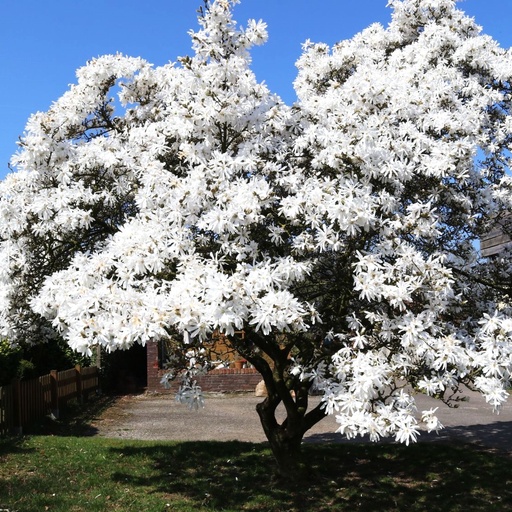 Stern-Magnolie (Magnolia stellata) 60-80cm