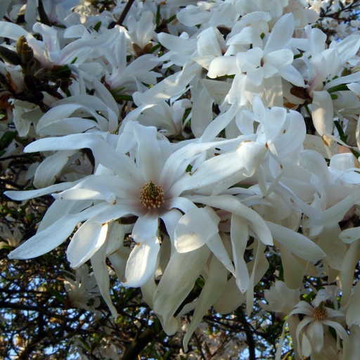 Stern-Magnolie (Magnolia stellata)