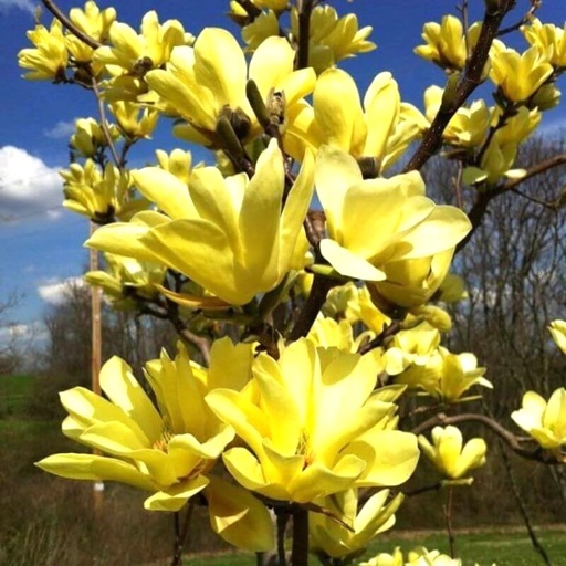 Magnolie 'Yellow Lantern' 120-150cm