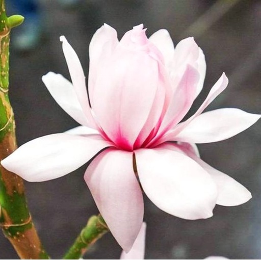 Magnolie 'Pink Beauty' 120-150cm