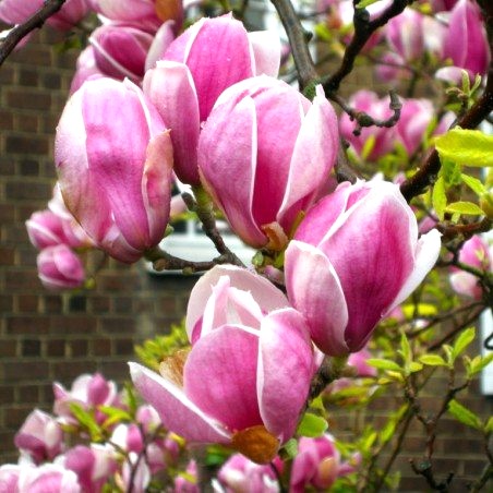 Tulpen-Magnolie 'Lennei' 150-175cm