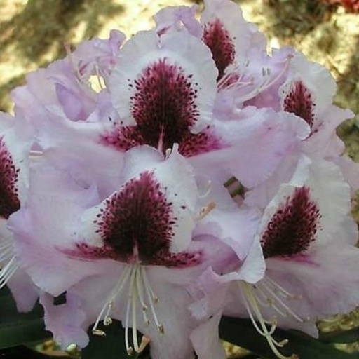 Rhododendron 'Alexis' 40-50cm