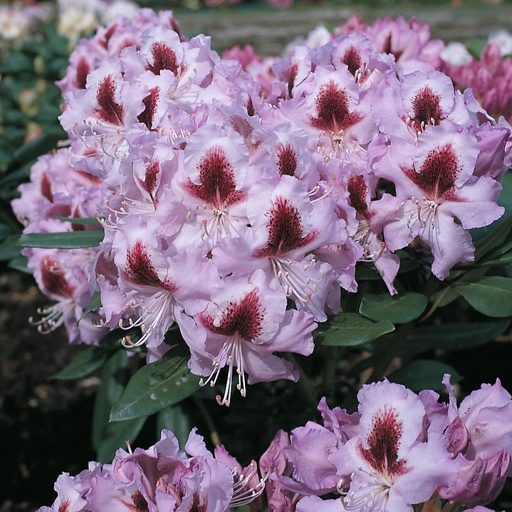 Rhododendron 'Alexis'