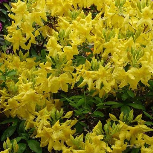 Sommergrüne Azalee - Rhododendron 'Anneke' 40-50cm