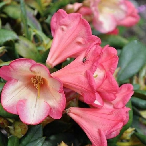 Rhododendron 'Barbarella' 25-30cm