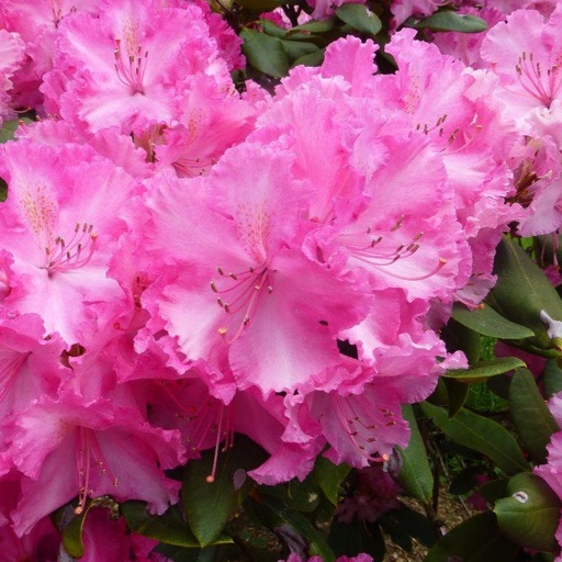 Rhododendron 'Anastasia'® 50-60cm