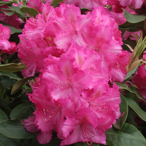 Rhododendron 'Anastasia'®