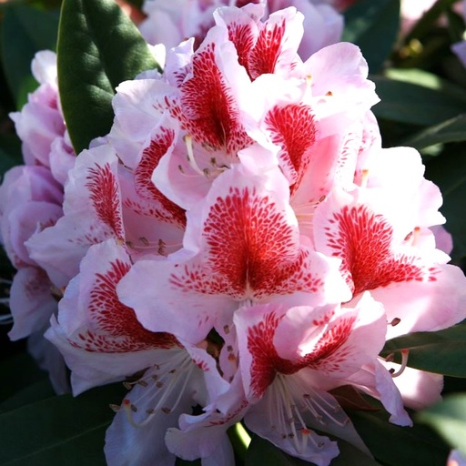 Rhododendron 'Belami'® 30-40cm