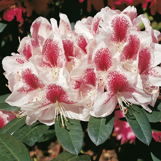 Rhododendron 'Belami'®