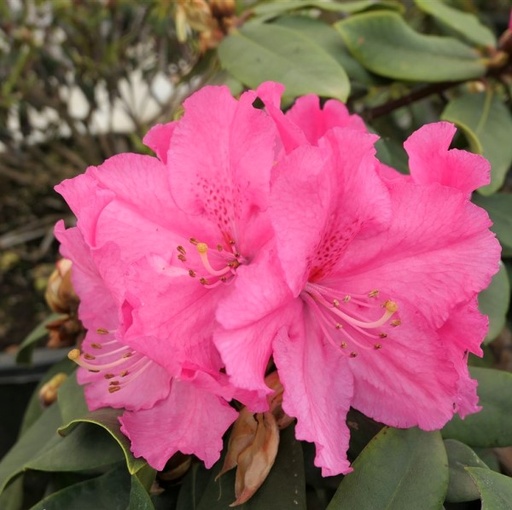 Rhododendron 'Caruso'® 40-50cm