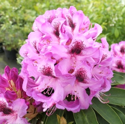 Rhododendron 'Durantik' 30-40cm