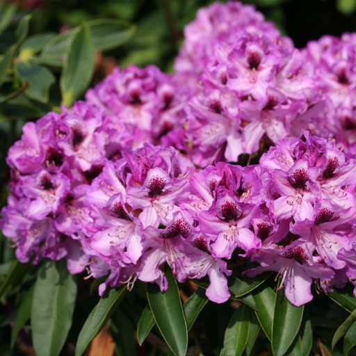 Rhododendron 'Durantik'