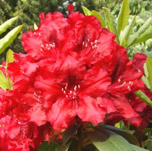 Rhododendron 'Erato' (S) 30-40cm