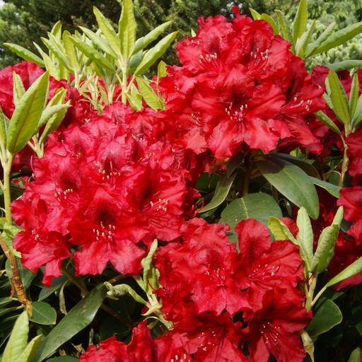 Rhododendron 'Erato' (S)