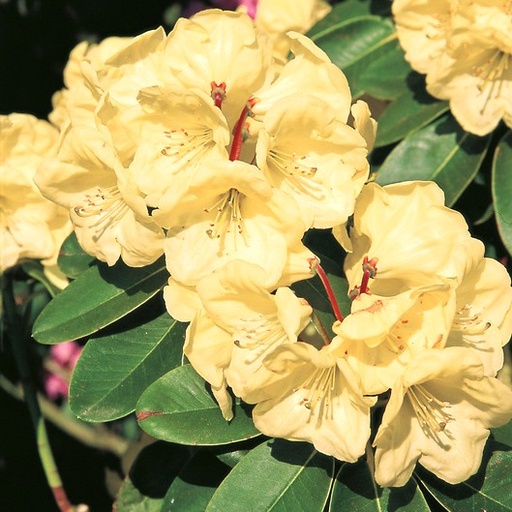 Rhododendron 'Friesiane' 40-50cm