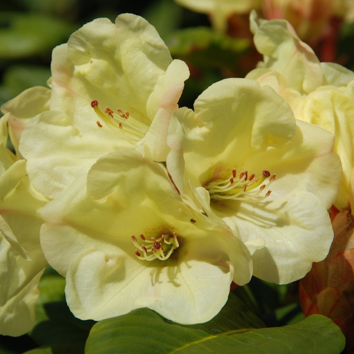 Rhododendron 'Friesiane'