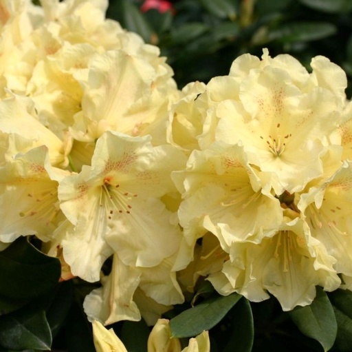 Rhododendron 'Goldinetta'® 70-80cm