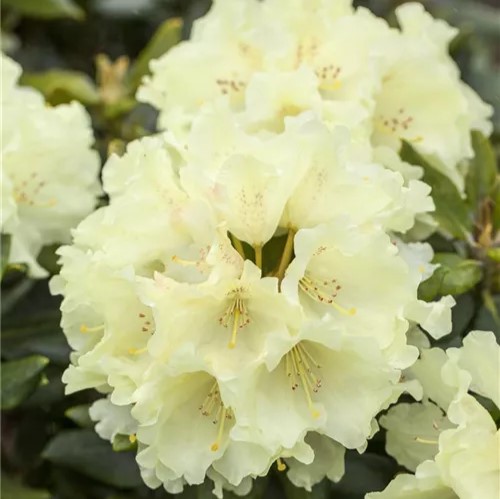 Rhododendron 'Goldkrone'® 40-50cm