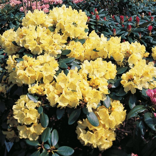 Rhododendron 'Goldkrone'®
