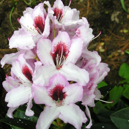 Rhododendron 'Graffito'® 40-50cm