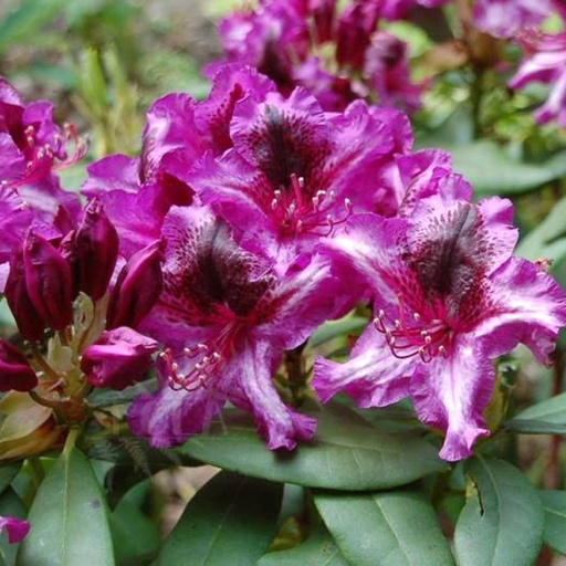 Rhododendron 'Gunter Dinger' 40-50cm INKARHO®