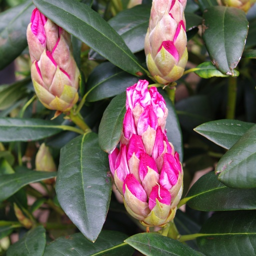 Rhododendron 'Hachmann's Charmant'® 30-40cm INKARHO®