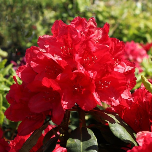 Rhododendron 'Hachmann's Feuerschein'(S) 40-50cm