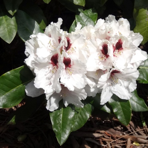 Rhododendron 'Hachmann's Picobello'® 25-30cm INKARHO®