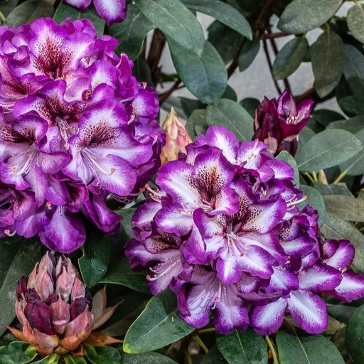 Rhododendron 'Hans Hachmann'® 40-50cm INKARHO®