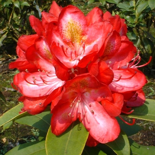 Rhododendron 'Junifeuer' 30-40cm