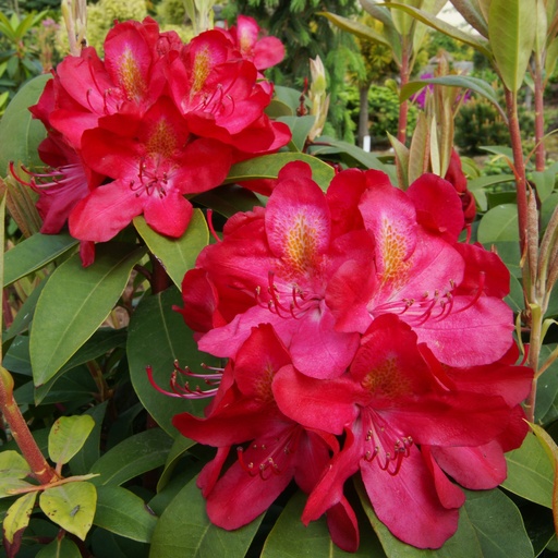 Rhododendron 'Junifeuer'