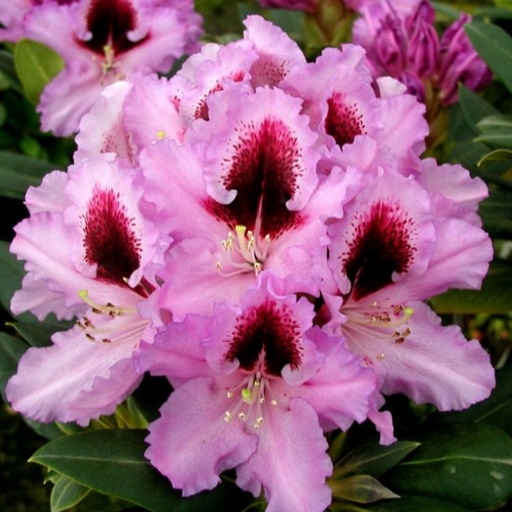 Rhododendron 'Kabarett'® 30-40cm