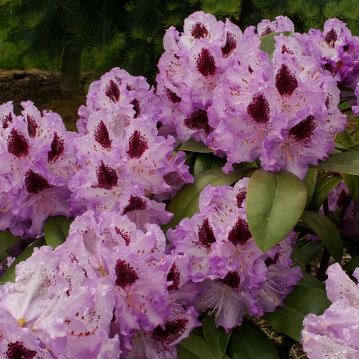 Rhododendron 'Kabarett'®