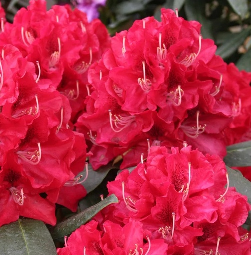 Rhododendron 'Karl Naue' 30-40cm