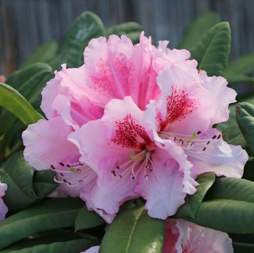 Rhododendron 'Kromlauer Parkperle' 40-50cm