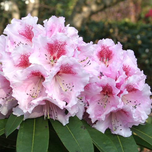 Rhododendron 'Kromlauer Parkperle'