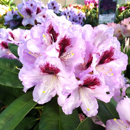 Rhododendron 'Maroon Sappho' 40-50cm