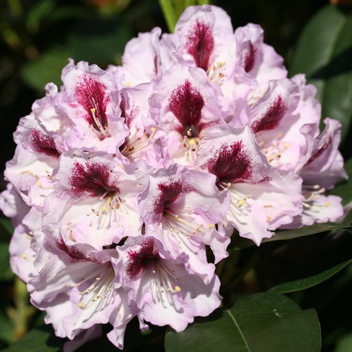 Rhododendron 'Maroon Sappho'