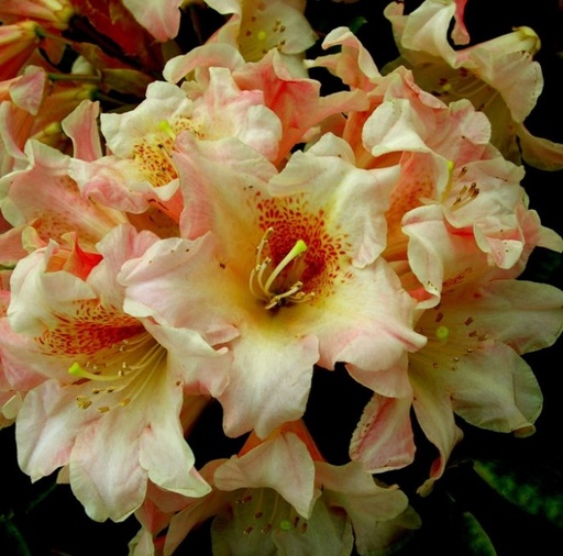 Rhododendron 'Marylou' 30-40cm