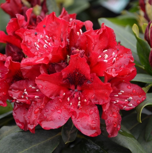 Rhododendron 'Matador' 30-40cm