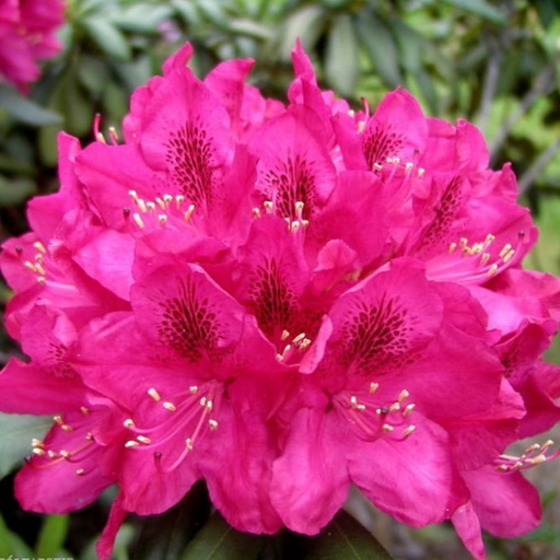 Rhododendron 'Nova Zembla' 70-80cm