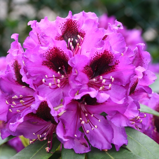 Rhododendron 'Orakel'