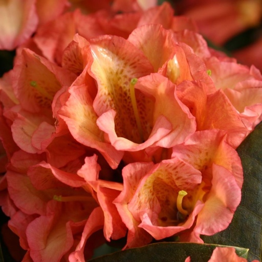 Rhododendron 'Orange Flirt' 30-40cm INKARHO®