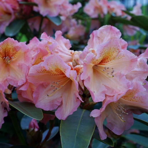 Rhododendron 'Orange Flirt' INKARHO®
