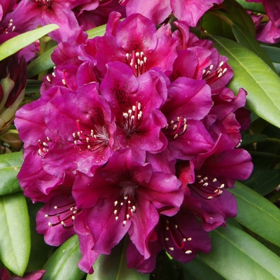Rhododendron 'Polarnacht' 30-40cm