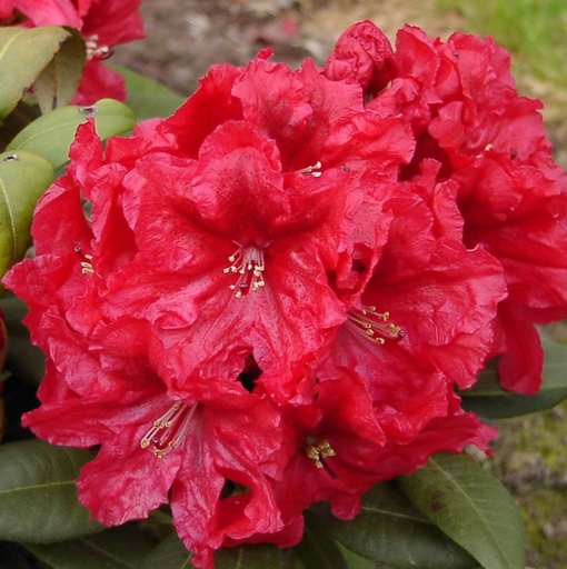 Rhododendron 'Rabatz'® 30-40cm