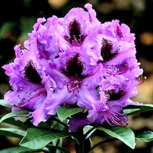 Rhododendron 'Rhododendronpark Grall-Müritz' 40-50cm