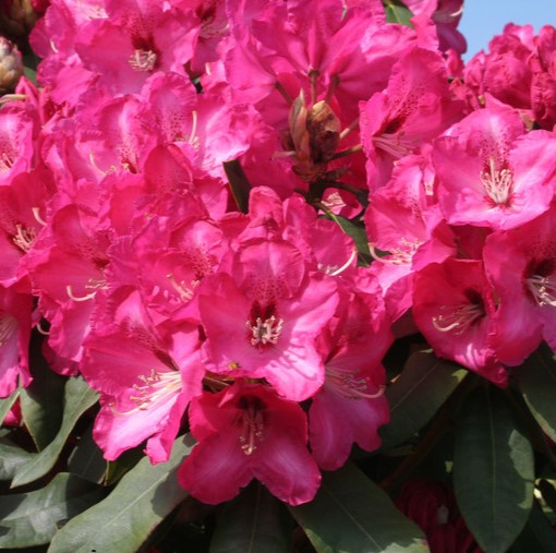 Rhododendron 'Veronika' 30-40cm