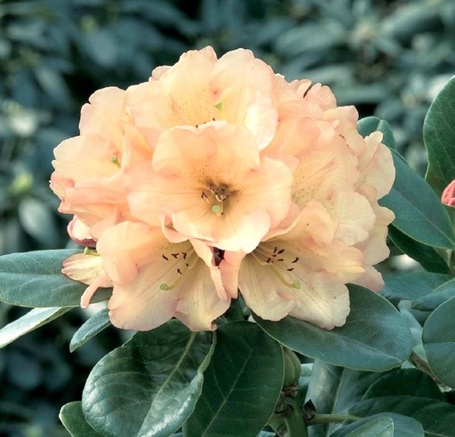 Rhododendron 'Viscy' 30-40cm